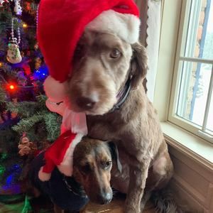 Meet your Posher, Robin